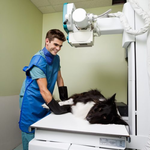 Male,Vet,Taking,Xray,Of,Large,Dog