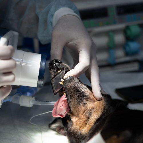 A,Veterinary,Dentist,Makes,An,X-ray,Of,A,Dog's,Tooth