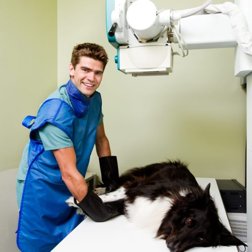 A,Dog,Receiving,An,X-ray,At,A,Veterinary,Clinic