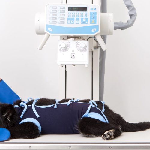 Vet,X-ray,,Veterinary,Care
